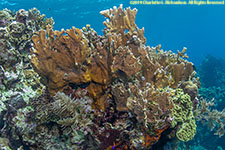 fire coral